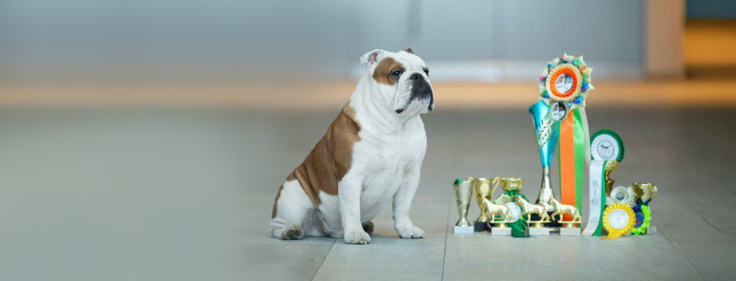 Результаты выставок