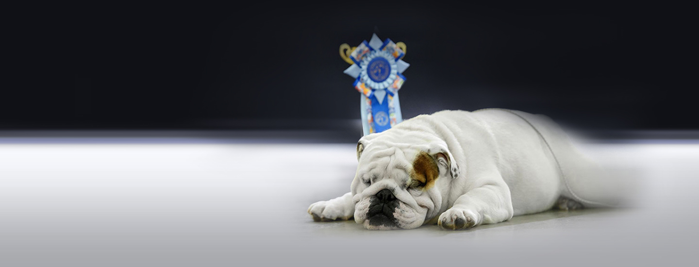 Конкурс<br/>TOP Bulldogs