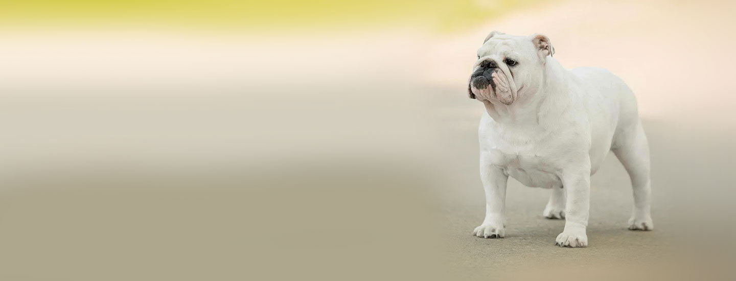 Стандарт породы